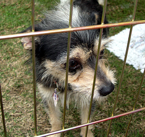 dog behind bars