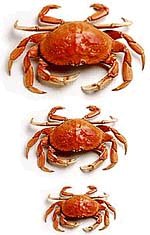 crabs.jpg