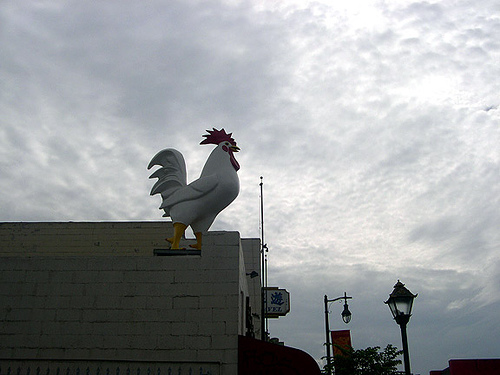 Chicken in the Sky