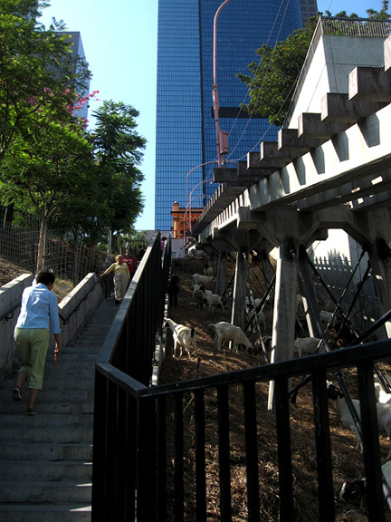 angels flight goats downtown los angeles