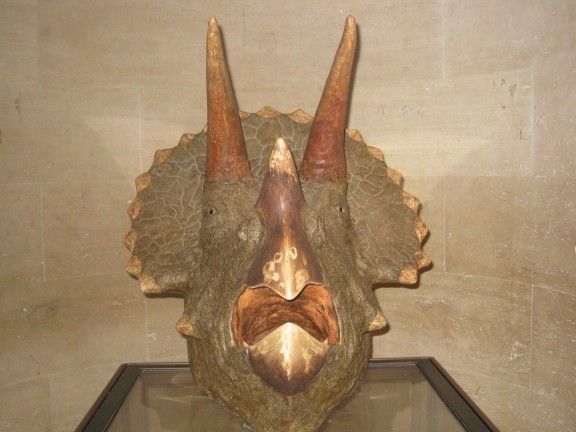triceratops-head